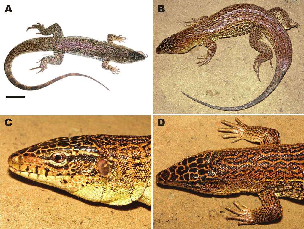 68 Marcélia Basto da Silva et al. / ZooKeys 361: 61 72 (2013) Figure 3. Adult male Tupinambis quadrilineatus.