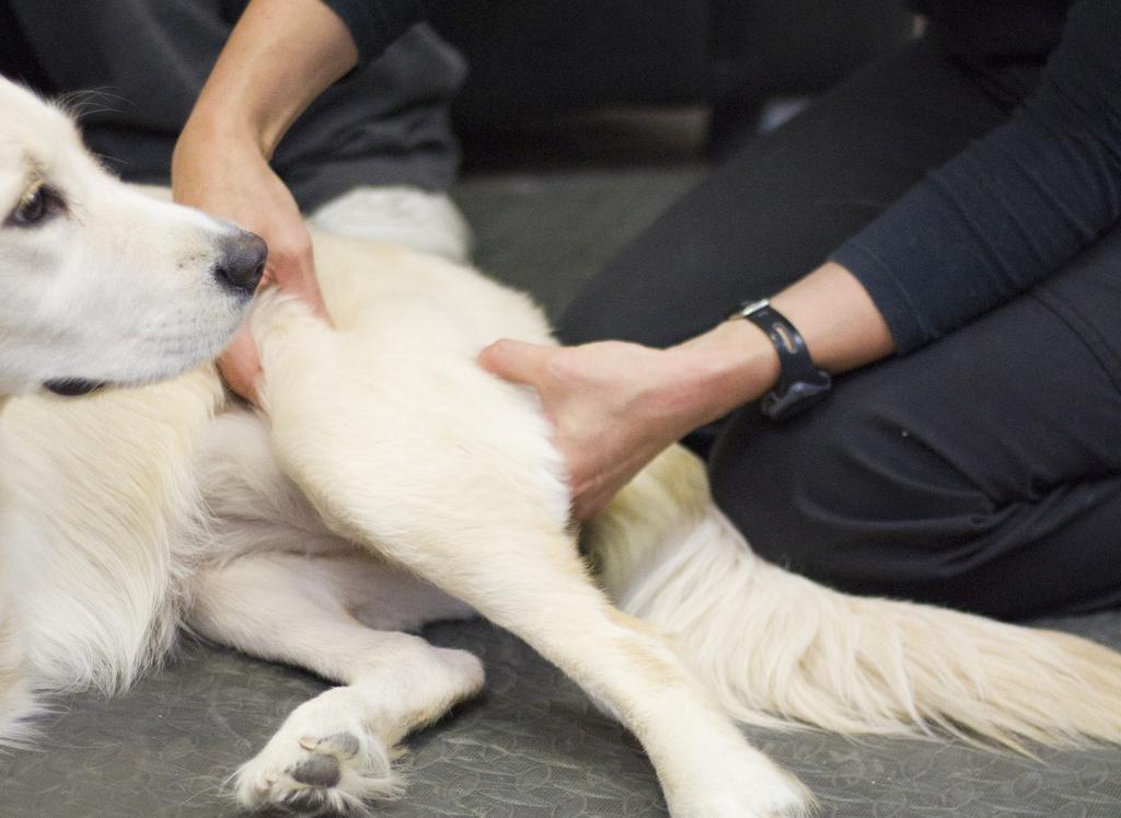 2 What is Canine Remedial Massage? Canine Remedial Massage is a rapidly growing industry in Australia. It offers dogs the chance to move better, feel better and perform better.
