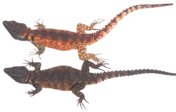colour pattern typical of mature males from this locality (but note the narrow head typical of