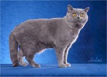 1. Agouti gene chromosome B1 Agouti (tabby) cats = A/- (=
