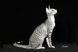 7. Wide band gene Regular silver tabbies are the
