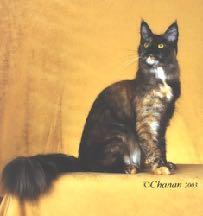 Tortie females (Oo) are the result of X inactivation. Early in embryogenesis, one X chromosome in each cell will become inactive.