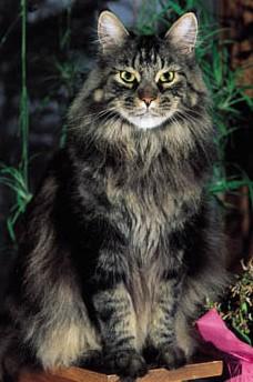 Maine Coon Maine Coon