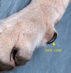 Quick: All dogs have what is called a quick underneath their nails.