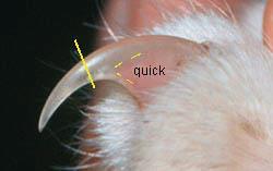 If bleeding continues after three applications of Qwik Stop, contact a staff member. Trimming Clear or White Nails: Look at the nail and identify the quick.
