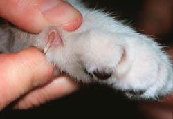 Cats have dewclaws. Don t forget to trim these, as dewclaws do not always get worn down when the cat scratches and can grow in to the skin.