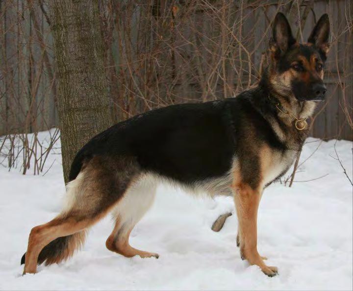 Environment Socialized, Temperment Tested and Selected for Potential ***Parents registered through AKC, SV and United Schutzhund Clubs of America