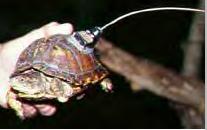 transmitters attached and knows they don t get in the way. That s a crucial piece of information for a turtle biologist.