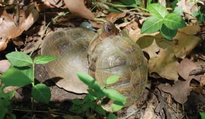 for wild populations. Both Eastern Box Turtles and Three-toed Box Turtles inhabit mesic forests with relatively closed canopy, sparse understory, and well defined leaf litter (Dodd, 2001).