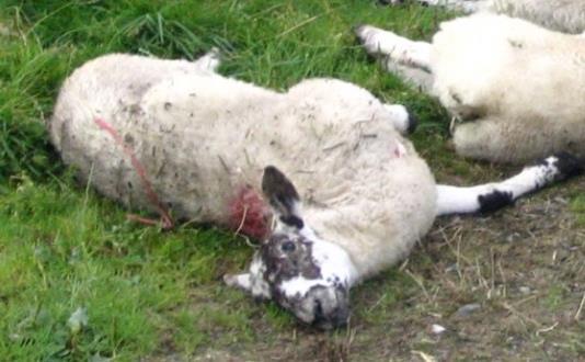 Targeted medication - diclazuril or toltrazuril Dose rate 1ml per 2.5kg of lamb Useful in two situations: 1.