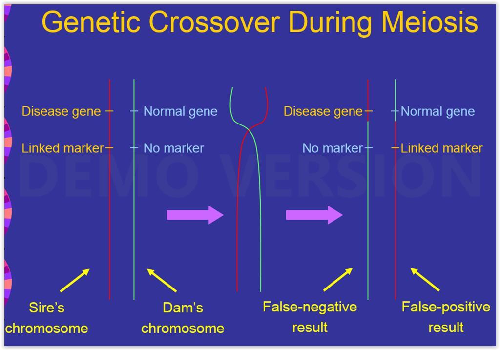 Genotypic Tests DNA tests for liability genes Linkage or Haplotype Tests Test chromosomal region