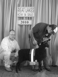 00 Frank & Barb Hintzsche, Rochelle, IL Border Leicester Spring Ram Lambs Champion 123 Deakin Family Farms $1,200.