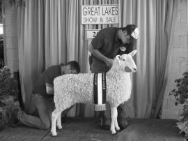 00 Roger Green, Greenbush, MN Reserve Champion Rams Champion Ewes Border Leicester Spring Ewe Lambs 127 Deakin Family Farms $950.