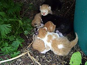 What to Do (and NOT Do) If You Find a Newborn Kitten by Valerie Sicignano, NYC Feral Cat Initiative During high kitten season in the spring and summer, it s not unusual to discover a nest of