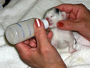 First Steps 1. Prepare for bottle-feeding and proper care before you take the kittens off the street. 2.