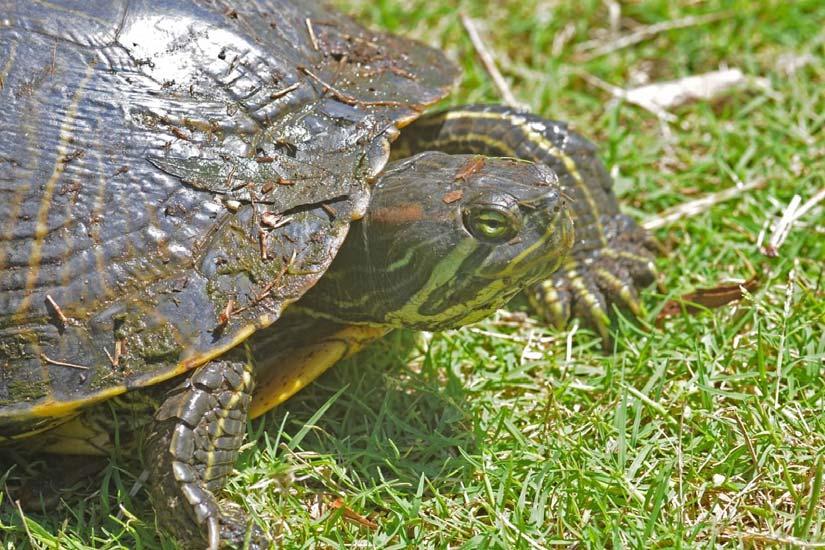 4.2.5 Non-native Species The Red-eared Slider (Trachemys scripta elegans) is confirmed to be present on at least two installations in Maryland, NAS Patuxent River, and NSF Indian Head, and