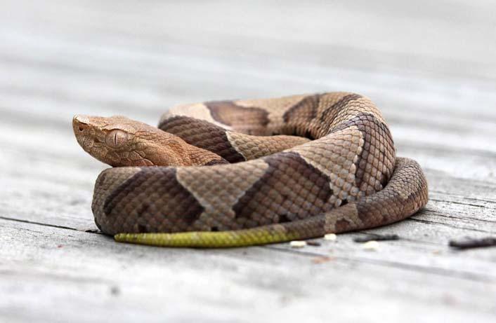 FIGURE 4-15. COPPERHEAD (PHOTO BY SETH BERRY) 4.2.