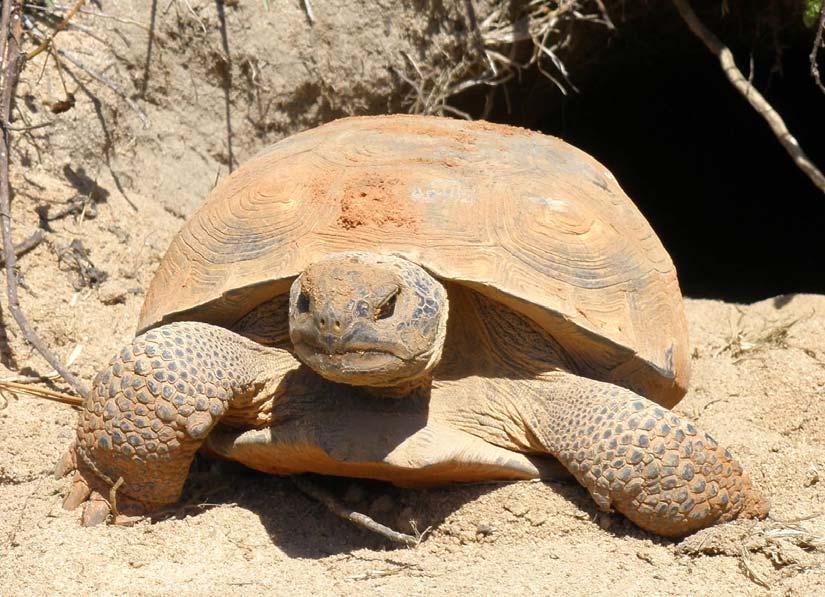 FIGURE 4-19. GOPHER TORTOISE (PHOTO BY CAITLIN SNYDER) In CNR Southeast, three additional confirmed species are federally listed as threatened by the USFWS.