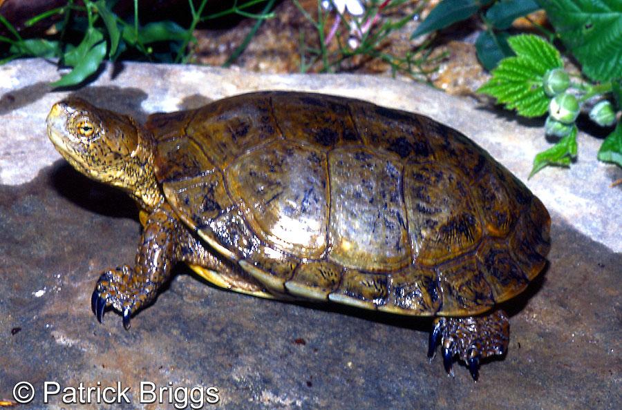 4.5.3 State Status 4.5.3.1 Confirmed Species State Threatened or Endangered No herpetofauna species confirmed on Navy installations in CNR Northwest are state endangered or threatened. 4.5.3.2 Potential Species State Threatened or Endangered The Pacific Pond Turtle (Actinemys marmorata) is listed as endangered in the state of Washington.