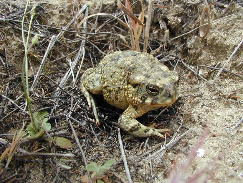 FIGURE 4-37. ARROYO TOAD (PHOTO BY ROB LOVICH) 4.6.2.