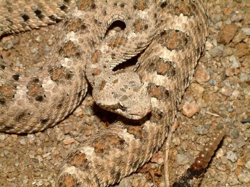 4.6.4.3 Non-native Species Two non-native herpetofauna species are confirmed on installations in CNR Southwest.