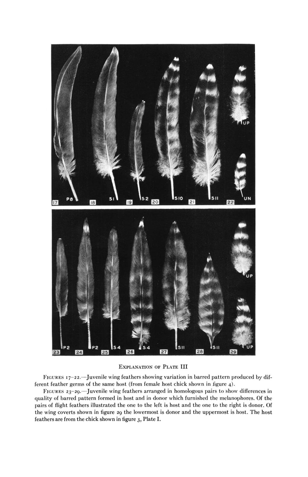 EXPLANATION OF PLATE I11 FIGURES I 7-2z.-Juvenile wing feathers showing variation in barred pattern produced by different feather germs of the same host (from female host chick shown in figure 4).