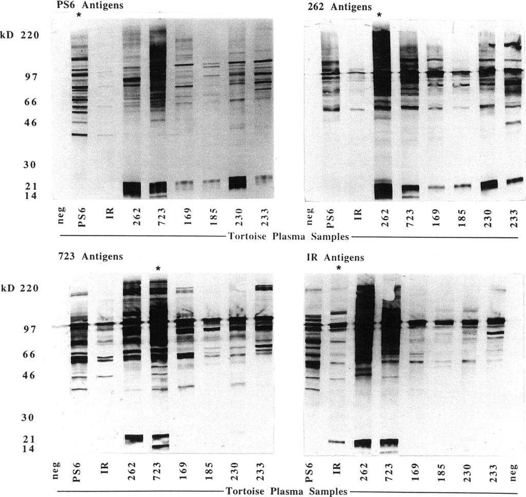 1742 WENDLAND ET AL. CLIN. VACCINE IMMUNOL. Downloaded from http://cvi.asm.org/ FIG. 2. Western blot results are dependent on the strain of Mycoplasma agassizii used as an antigen.
