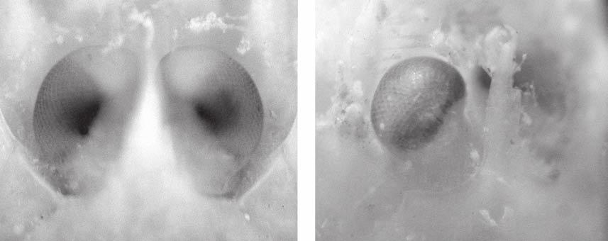 Komai T. A B FIG. 21. Eyes of selected species of Parapontophilus: A, P. longirostris n. sp., holotype 8.