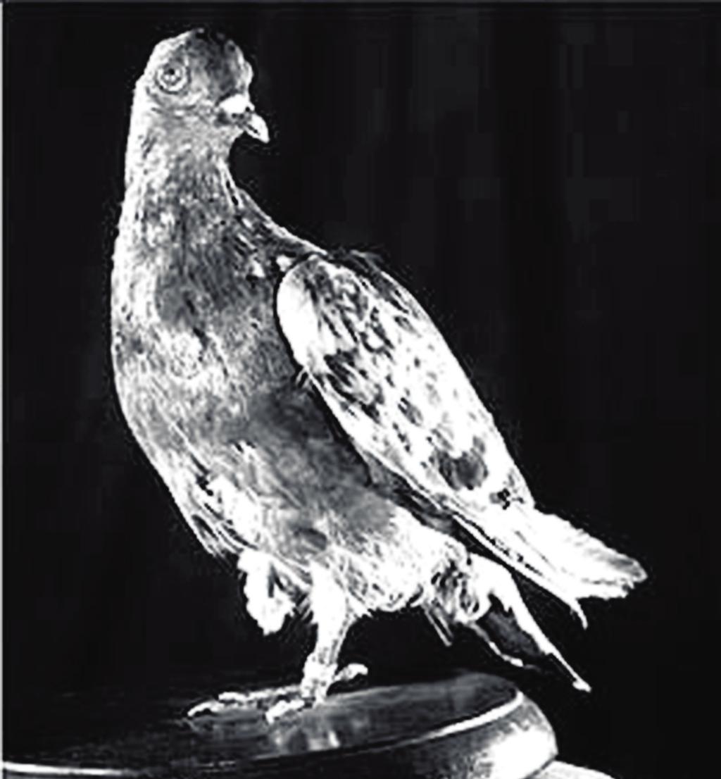 Source: Cher_Ami C. Now it s your turn! Write an article about Cher ami - the WW1 animal hero pigeon!