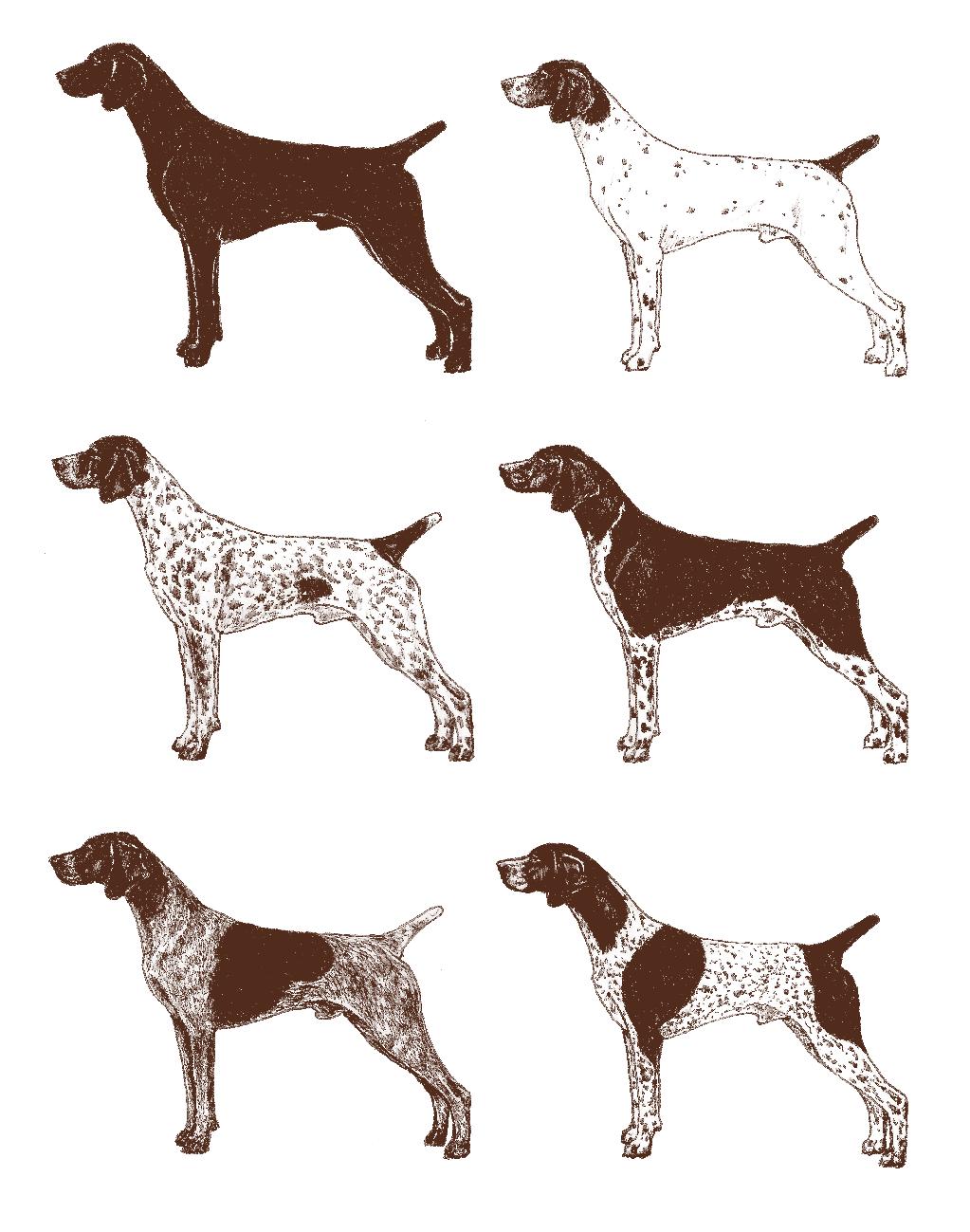 Color Continued... Some of the various coat patterns found within the breed. It is important to remember the GSP may be found in any combination of liver and white, not just limited to those depicted.