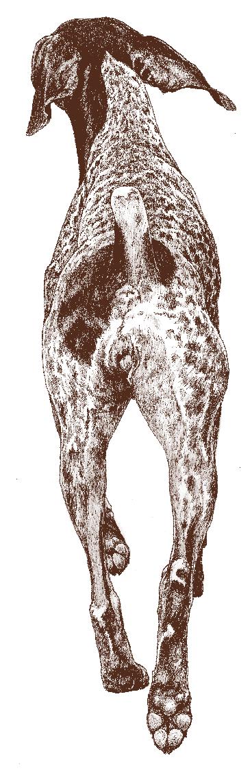 .. with great power Legs converge under the body, i.e., single tracking Feet do not flip up or out as they come forward Movement of the German Shorthaired Pointer is of paramount importance.