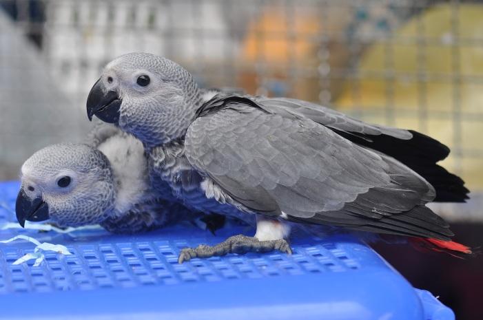 TRAFFIC Post Exotic birds in wildlife trade in India: An overview of the growing phenomenon Background African Grey Parrots The exotic pet trade in India has grown with the main demand for birds,