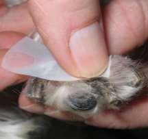 + Malassezia dermatitis Often under diagnosed in dogs