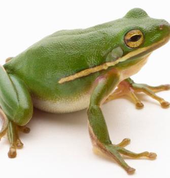 Amphibians Spend parts of their lives in water and part on land. Have smooth, moist skin.