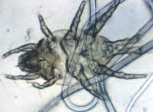 Severe pruritus has been reported with this parasite (Patel & Robinson, 1993). Cheyletiella spp. are more frequently associated with disease, and have some zoonotic significance.