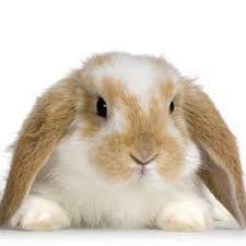 Choose your rabbit carefully to suit your lifestyle as this bunny should live for 8-12 years or even longer.