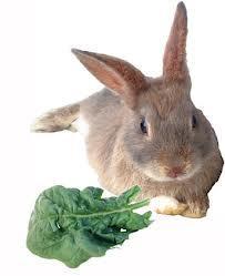 Rabbits are grazers and need to eat low calorie high fibre food for extended periods each day to enable their digestive system to function properly.