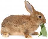 Rabbits do not naturally eat cereals, root vegetables or fruit. Only feed these in very small amounts as an occasional treat.