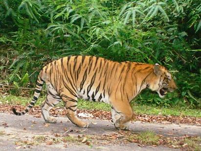 This lone tiger, frequently captured by the camera-traps set up in the park previously, stopped appearing in the images taken at five camera-trap locations in the park since late 2012.