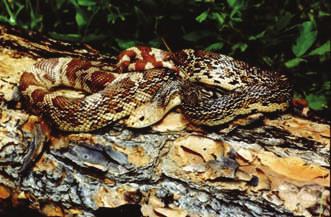 Eastern Diamondback Rattlesnake (Crotalus adamanteus) (top left), Southern Hognose Snake (Heterodon simus) (bottom left), Florida Pine Snake (Pituophis melanoleucus mugitus)(top right), and the