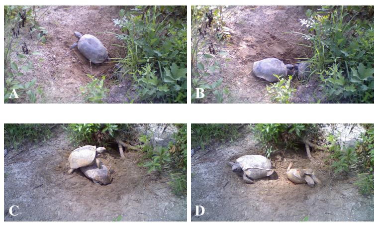 Herpetological Conservation and Biology Figure 1. Images from time-lapse video camera stations at two Gopher Tortoise (Gopherus polyphemus) burrows in southwestern Georgia, USA.
