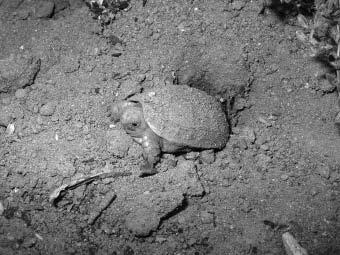 A baby tortoise emerges from its nest pit. were not obvious. The average weight of these neonates obtained by means of near-natural incubation conditions at hatching was 11.