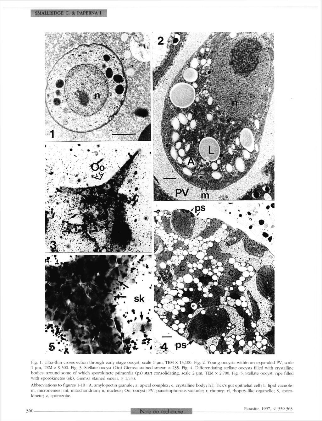 SMALLRIDGE G. & PAPERNA I. Fig. 1. Ultra-thin crosss ection through early stage oocyst, scale 1 µm, ТЕМ χ 15,100. Fig. 2. Young oocysts within an expanded PV. scale 1 pm, ТЕМ χ 9,500. Fig. 3.