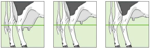 The choice of front teat or rear teat should be consistent in the whole system. 1 Short 5 9 Long 13.