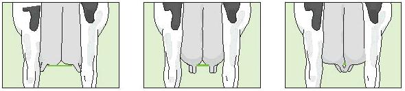 16. Rear Teat Placement Ref.
