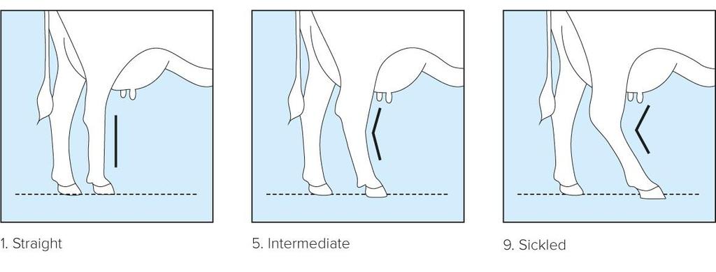 Rear Legs Set Ref. Point: Angle measured at the front of the hock.