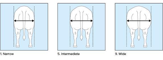 20. Thigh Rounding side view Ref. Point: Curving of the tight behind the vertical line between pins and hock, side view.