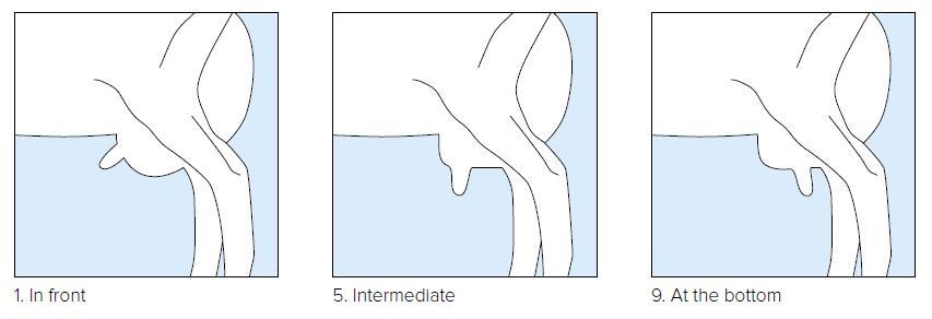 17. Teat Placement side view Ref.