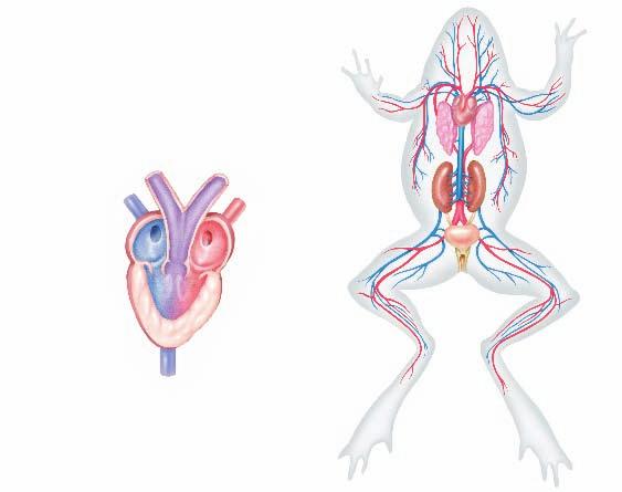Circulation In frogs and other adult amphibians, the circulatory system forms what is known as a double loop.