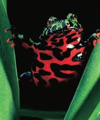 Ecology of Amphibians Amphibians must live near water, and they are common in moist, warm places such as tropical rain forest biomes.